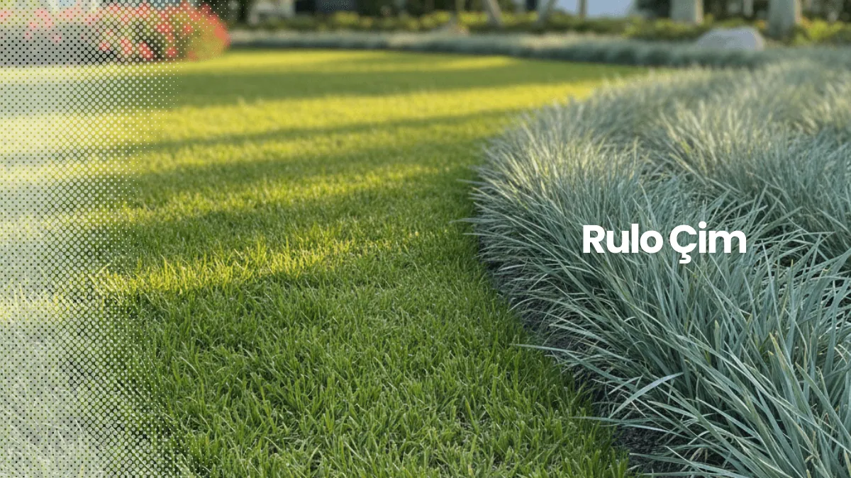 Rulo Çim