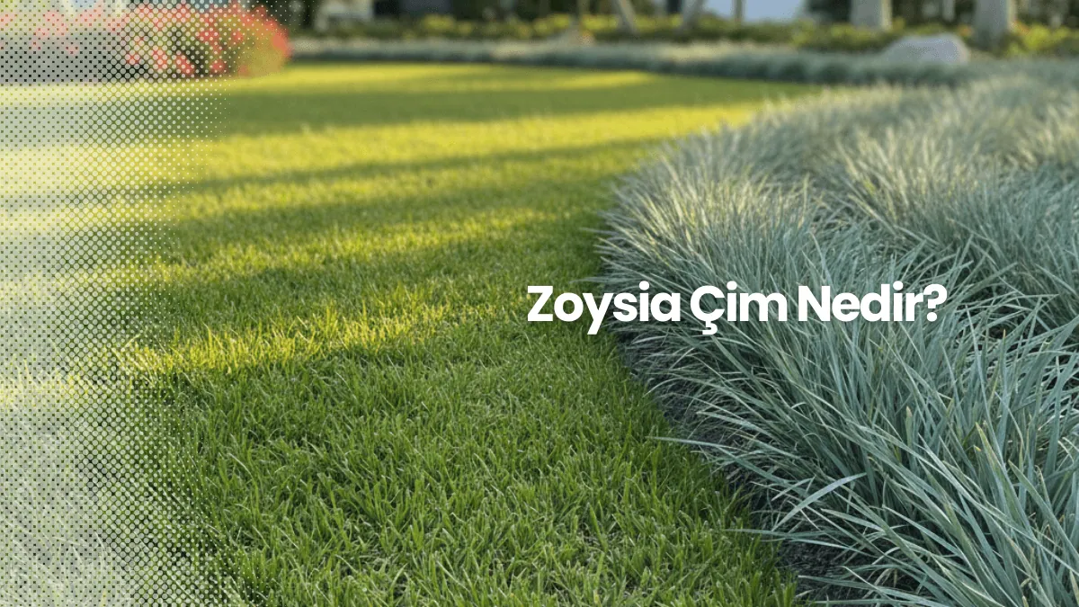 Zoysia Çim